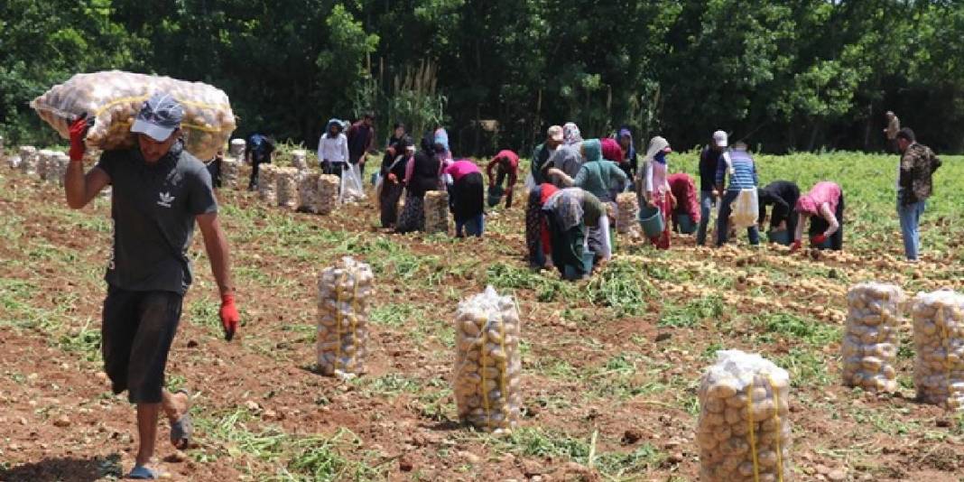 Asgari ücretlinin yine cebi yanacak! Hasat başladı ama fiyatlar memnun etmedi: Kilosu 24 liradan satılacak 6